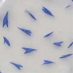 Maschera idrogel per mani con petali di fiordaliso Shelly 200 g - immagine 6